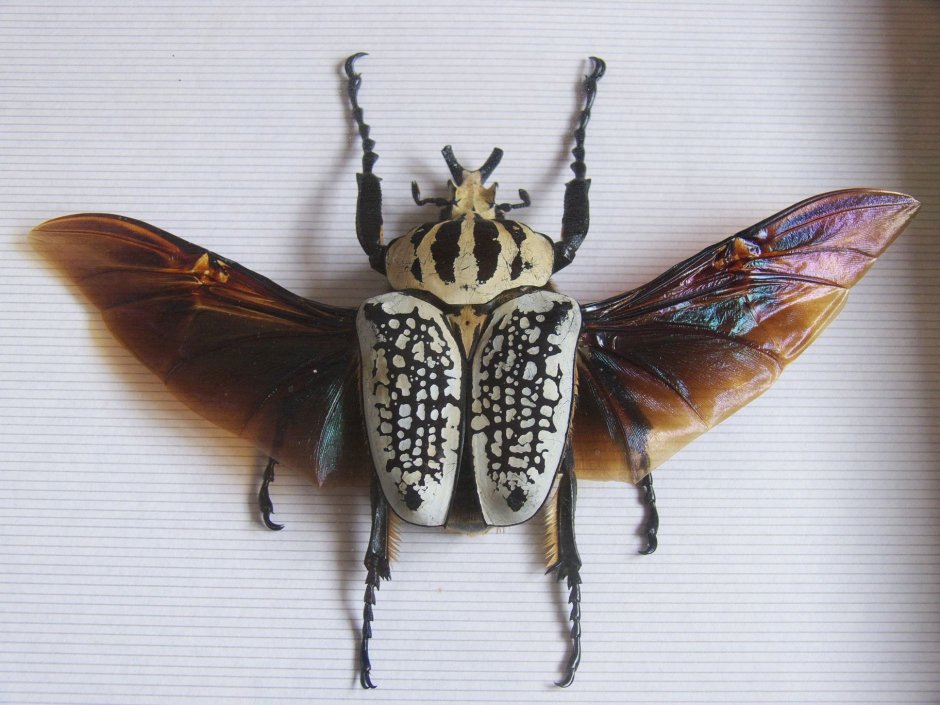 Goliathus orientalis