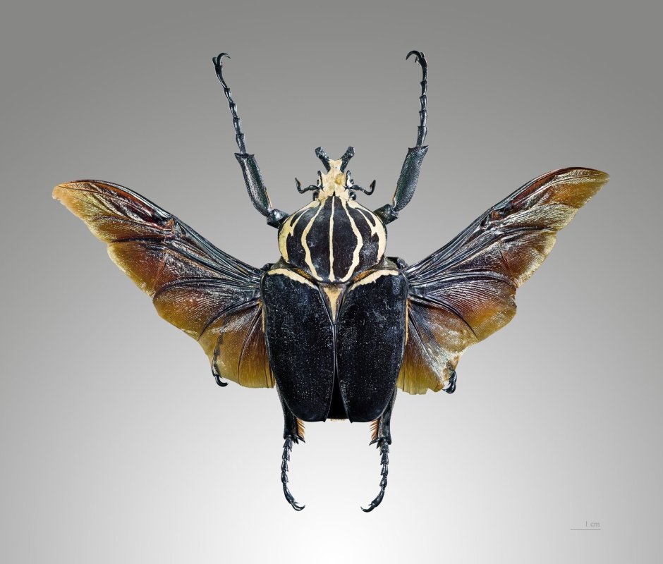 Жук-Голиаф Goliathus goliatus