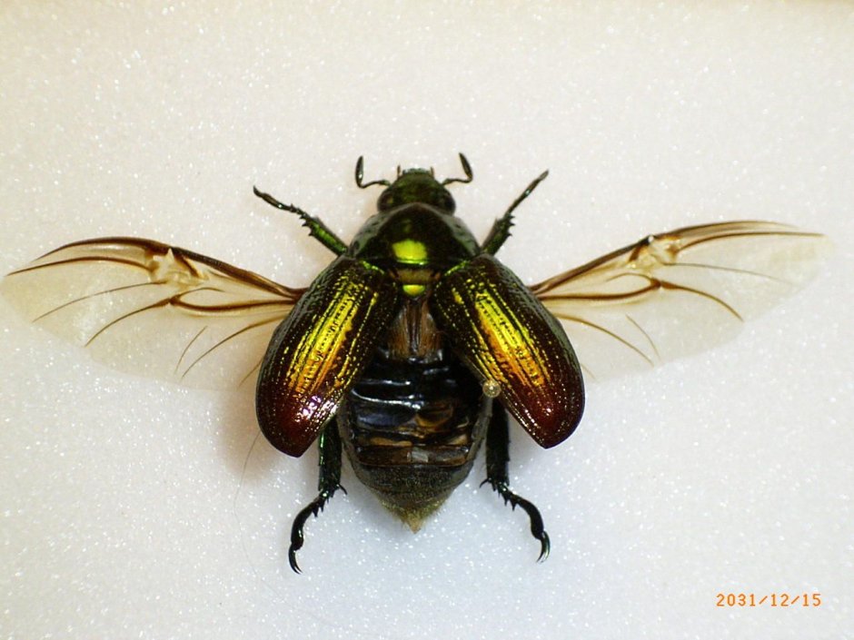 Жук скарабей Scarab Beetle