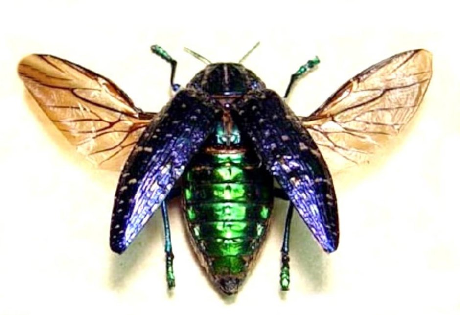Polybothris sumptuosa