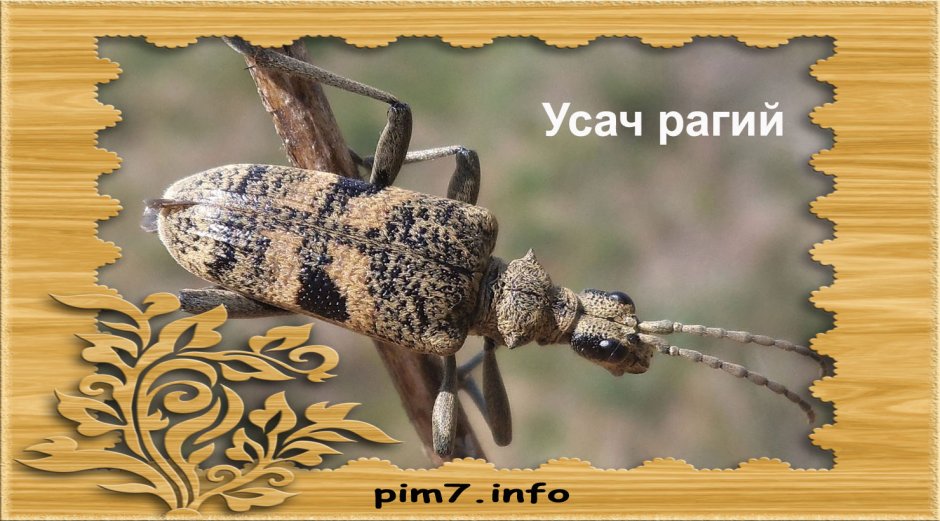 Жук усач рыжий рагий