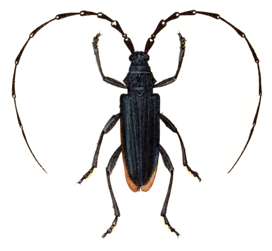 Cerambyx scopolii