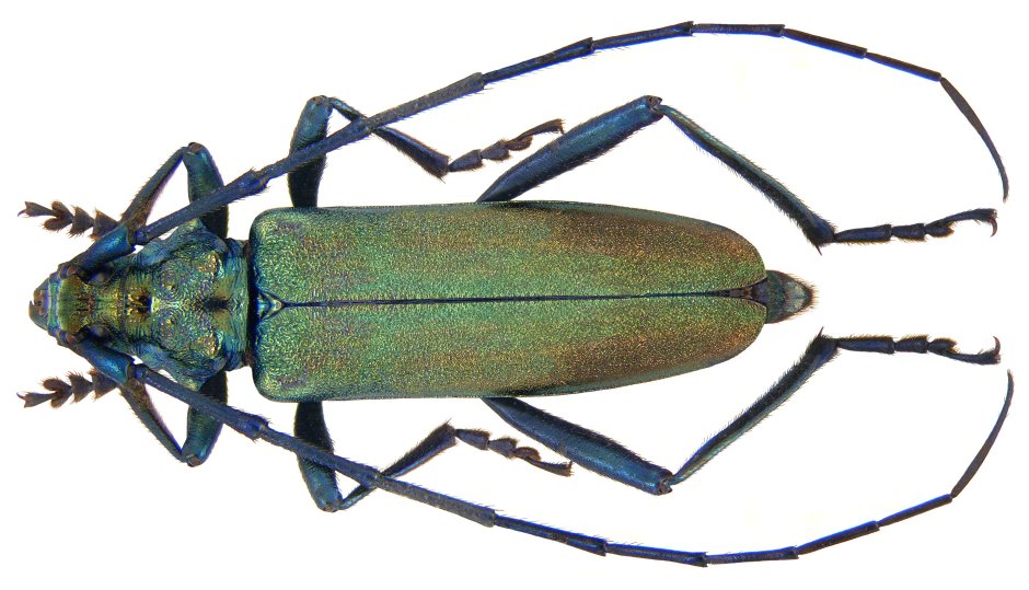 Aromia moschata