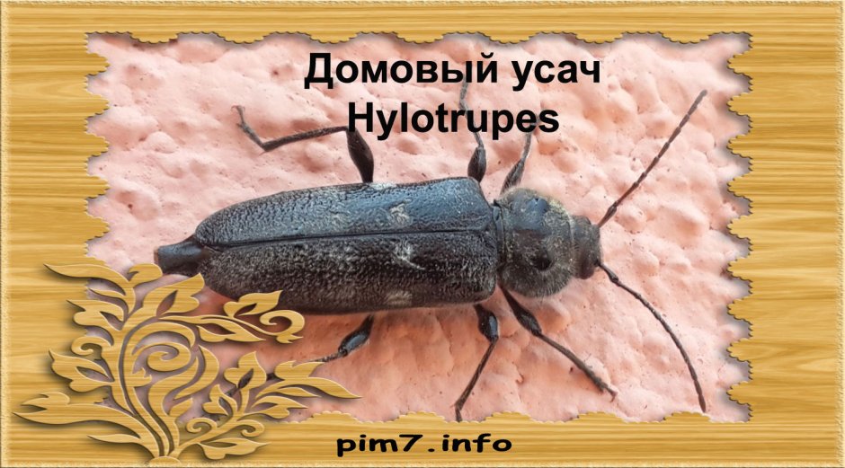 Домовой черный Жук усач