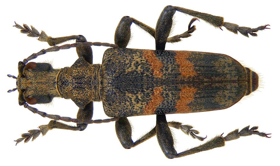 Рагий чернопятнистый Rhagium Mordax