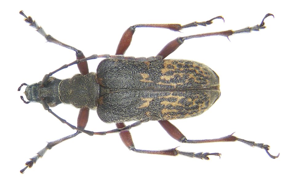 Криптохил кольчатый Cryptocheilus annulatus (Fabricius, 1798)