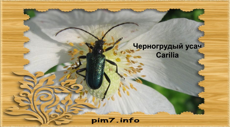 Усач черногрудый
