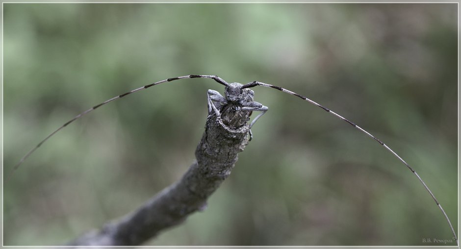 Жук усач Acanthocinus aedilis