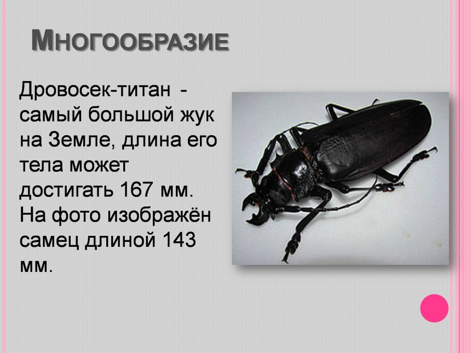 Жесткокрылые насекомые характеристика