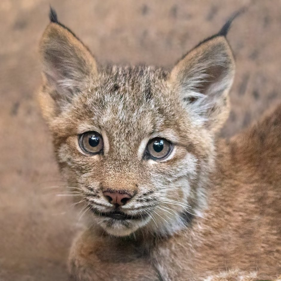 Lynx Cub with Human