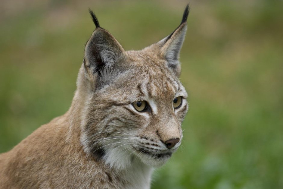 Lynx Lynx isabellinus