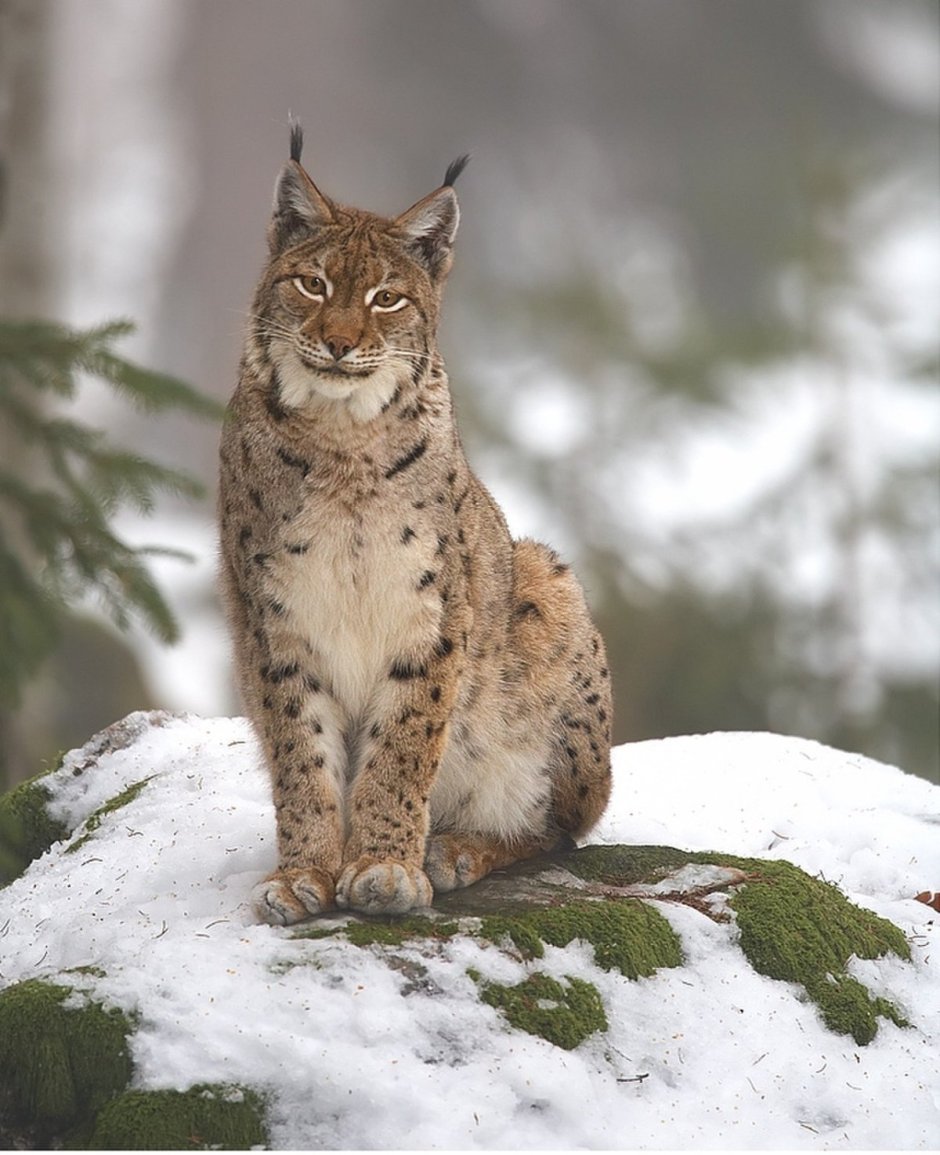 Обыкновенная Рысь Lynx Lynx