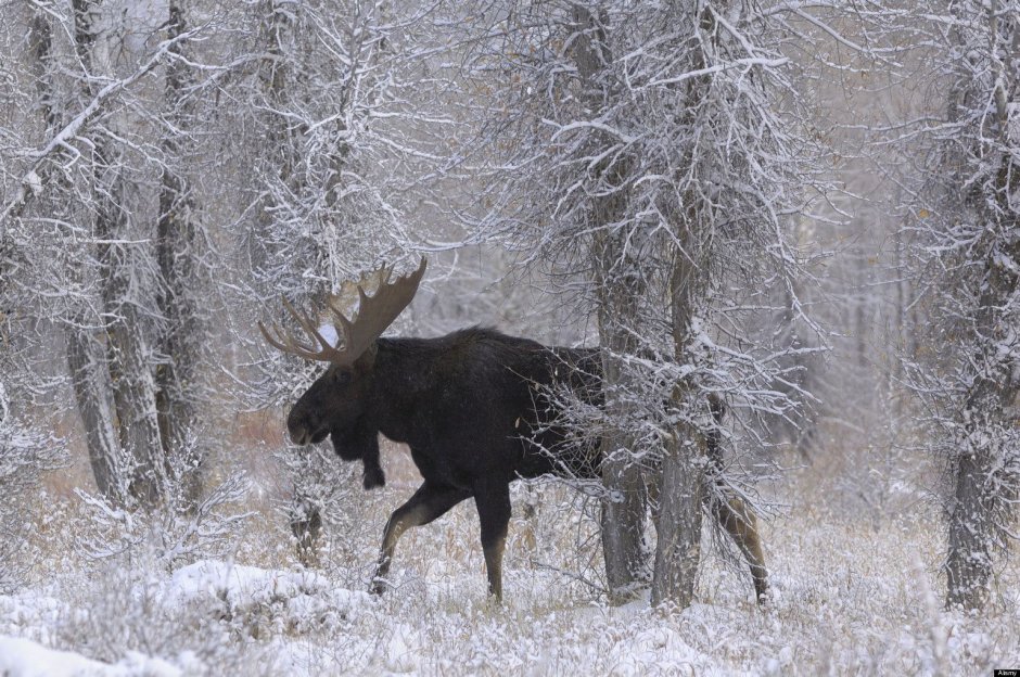 Самец лося зима
