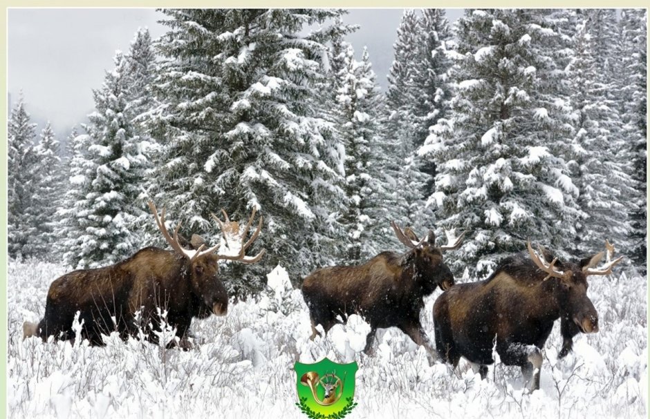Стадо лосей