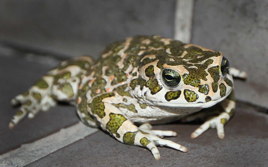 Зеленая жаба Bufo viridis