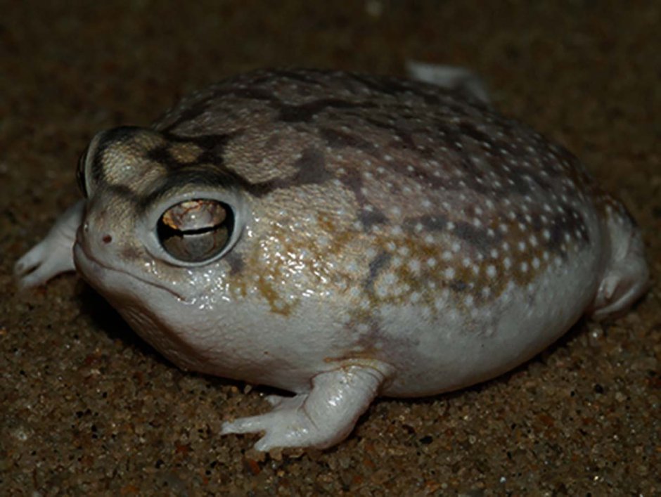 Капский узкорот