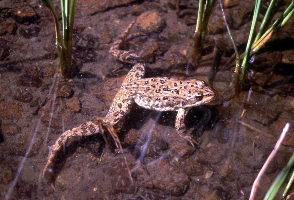Columbia Frog spotted