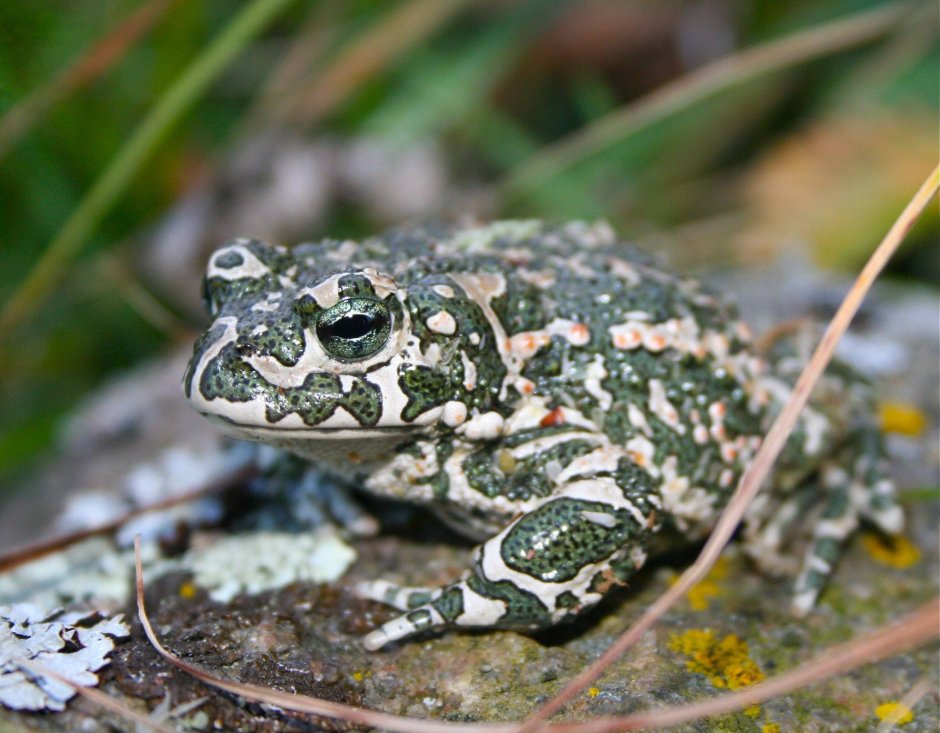 Зеленая жаба Bufo viridis Крым