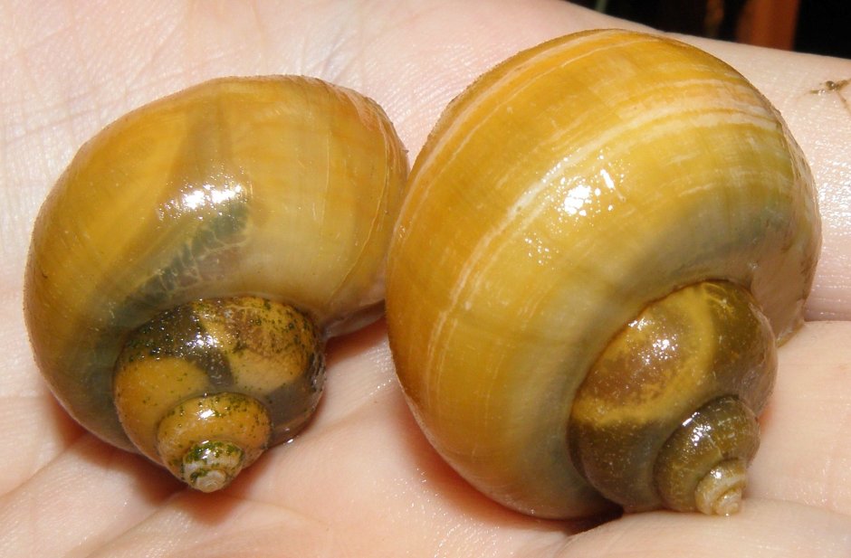Ампулярия пурпурная Pomacea bridgesii Purple