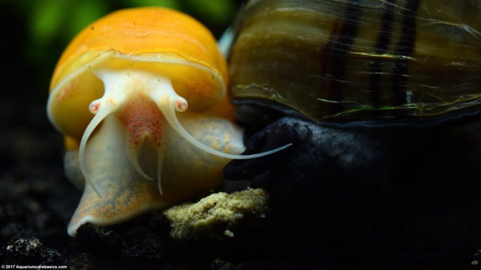 Mystery Snail