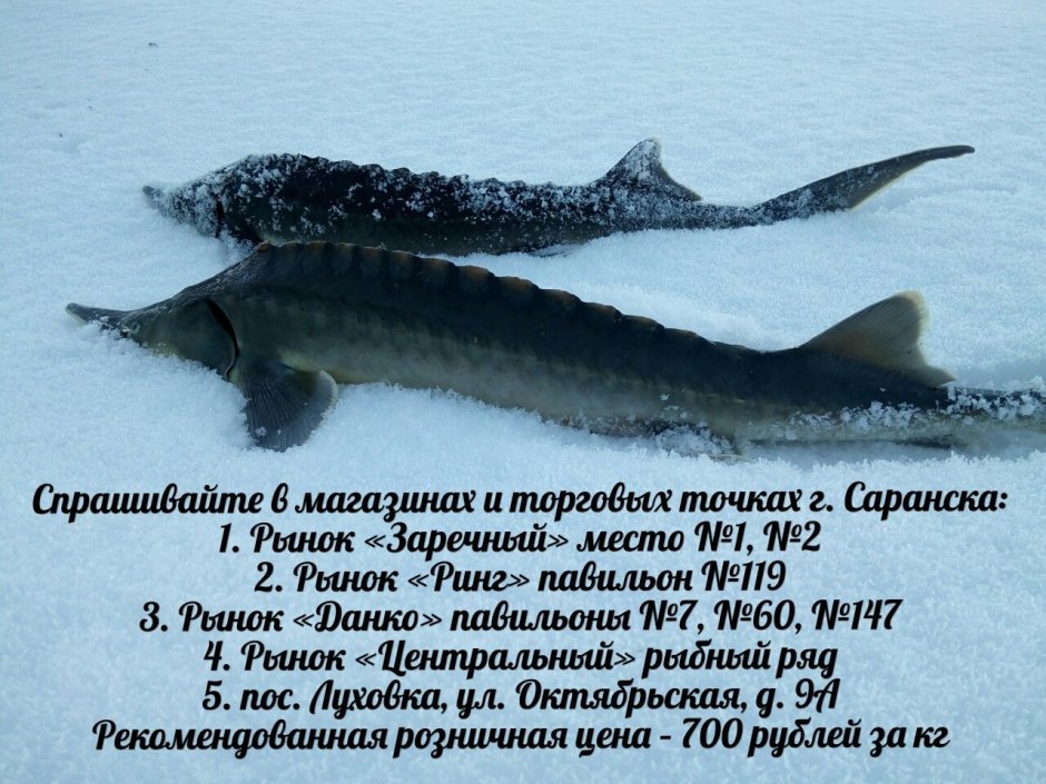Рыбы Мордовии
