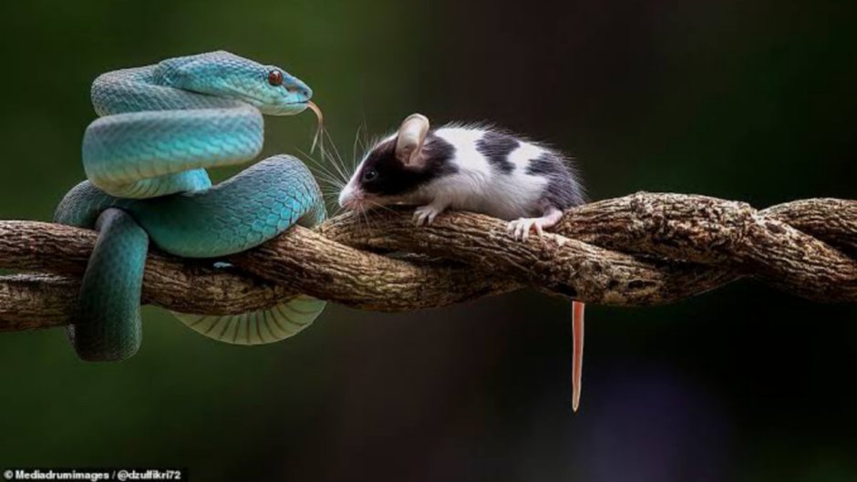 Голубая гадюка Сладков