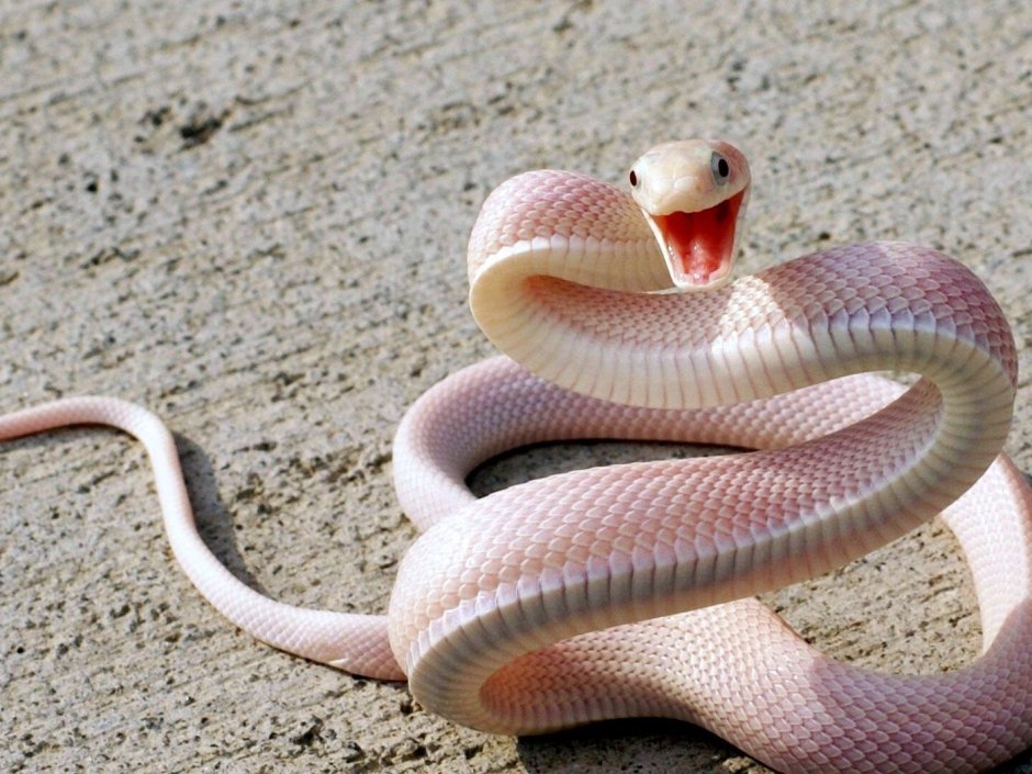 Розовый полоз змея