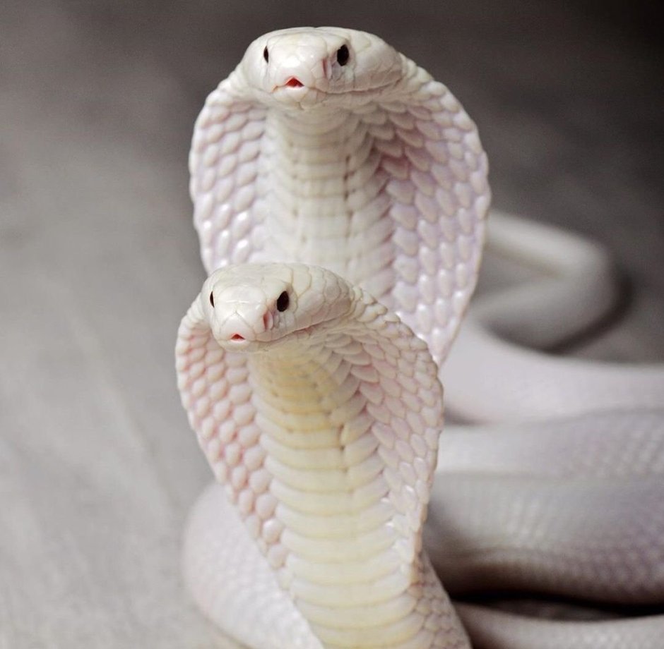 Добрая Кобра Брянск