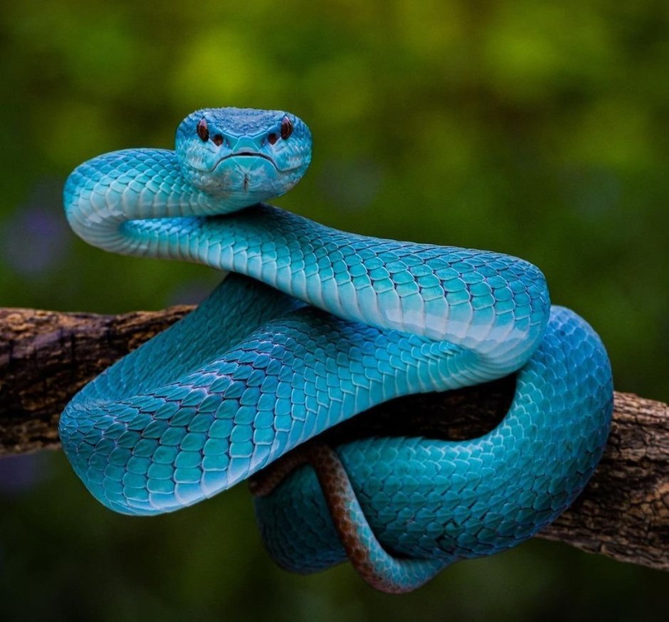 Змея с голубыми глазами