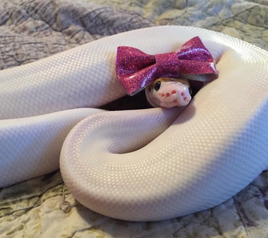 Змея с ушками