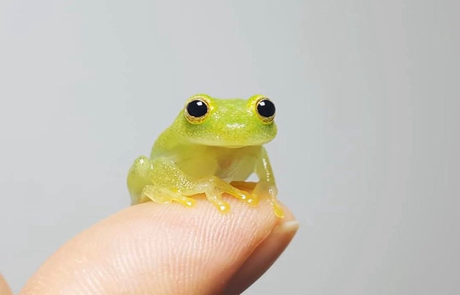 Самая милая лягушка