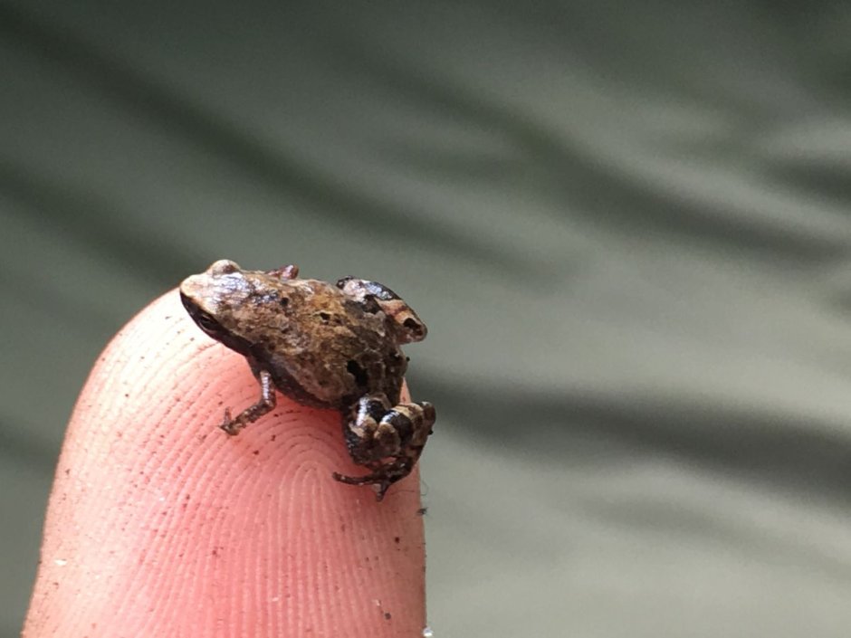 Paedophryne Amanuensis