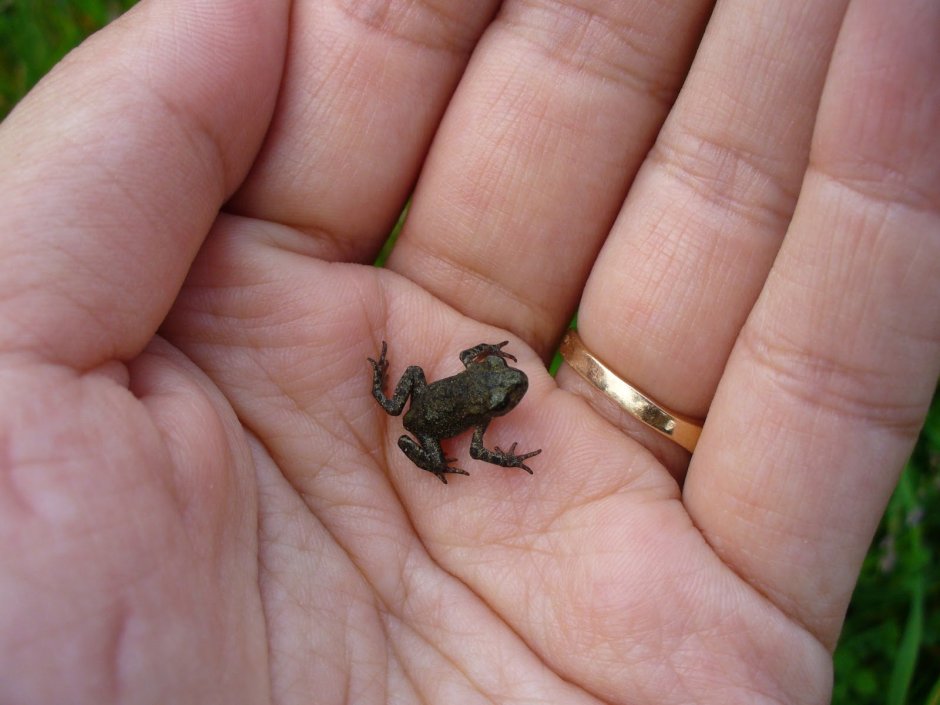 Paedophryne amauensis