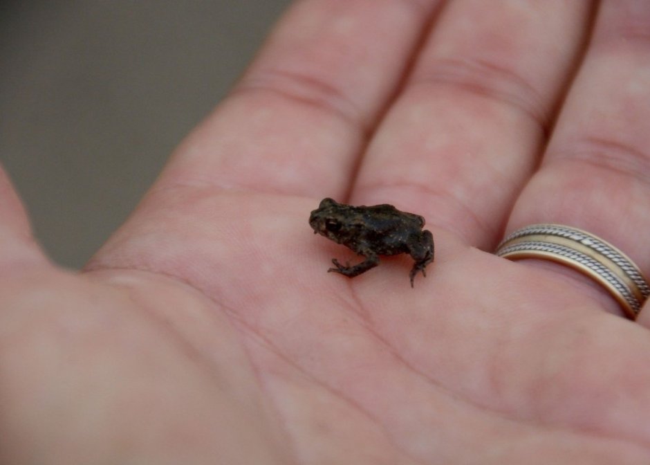 Paedophryne amauensis