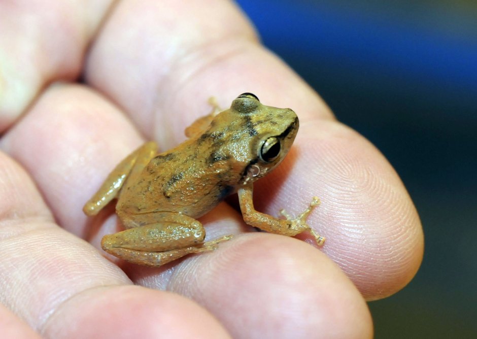 Маленький древолаз Oophaga pumilio