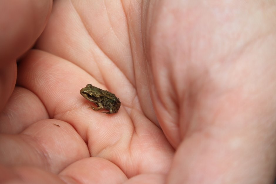 Paedophryne amauensis