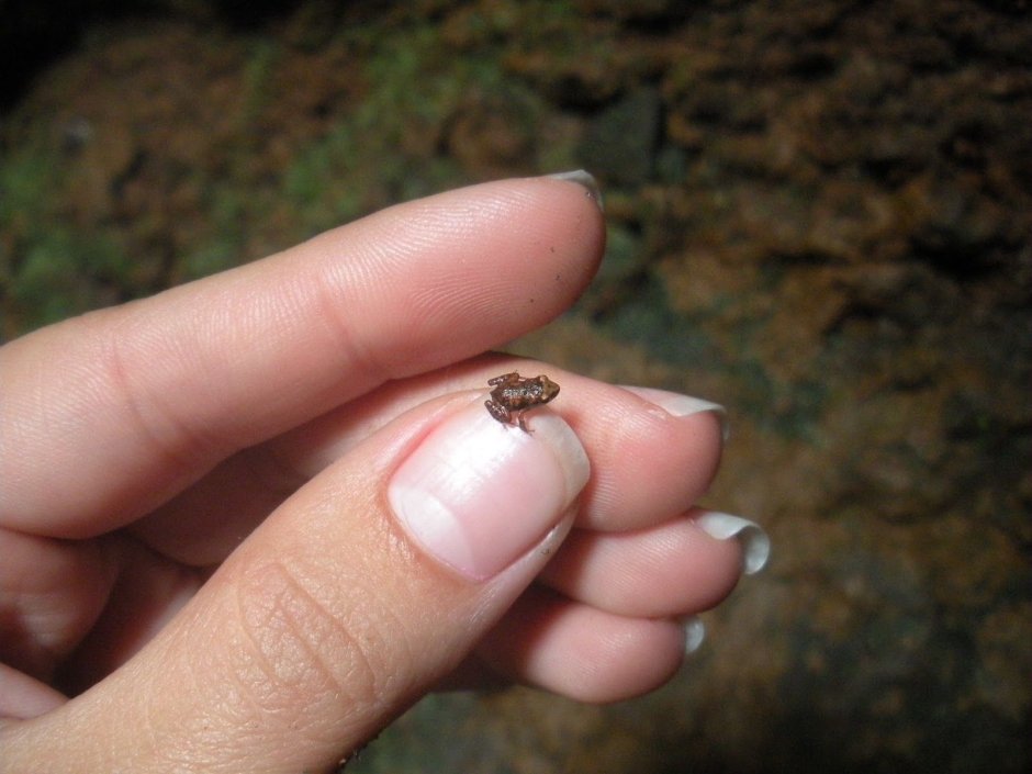 Paedophryne amauensis