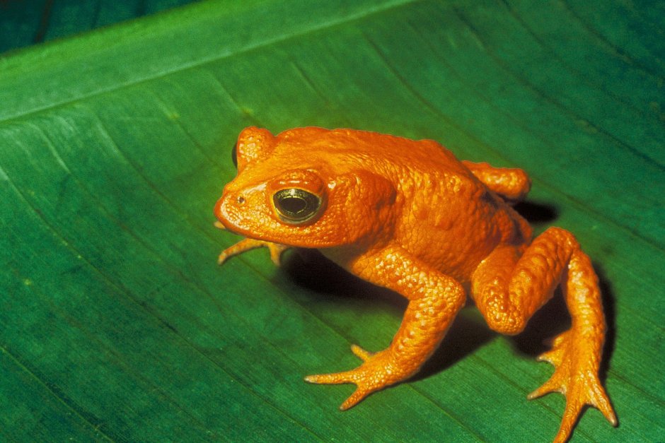 Golden toad Золотая жаба