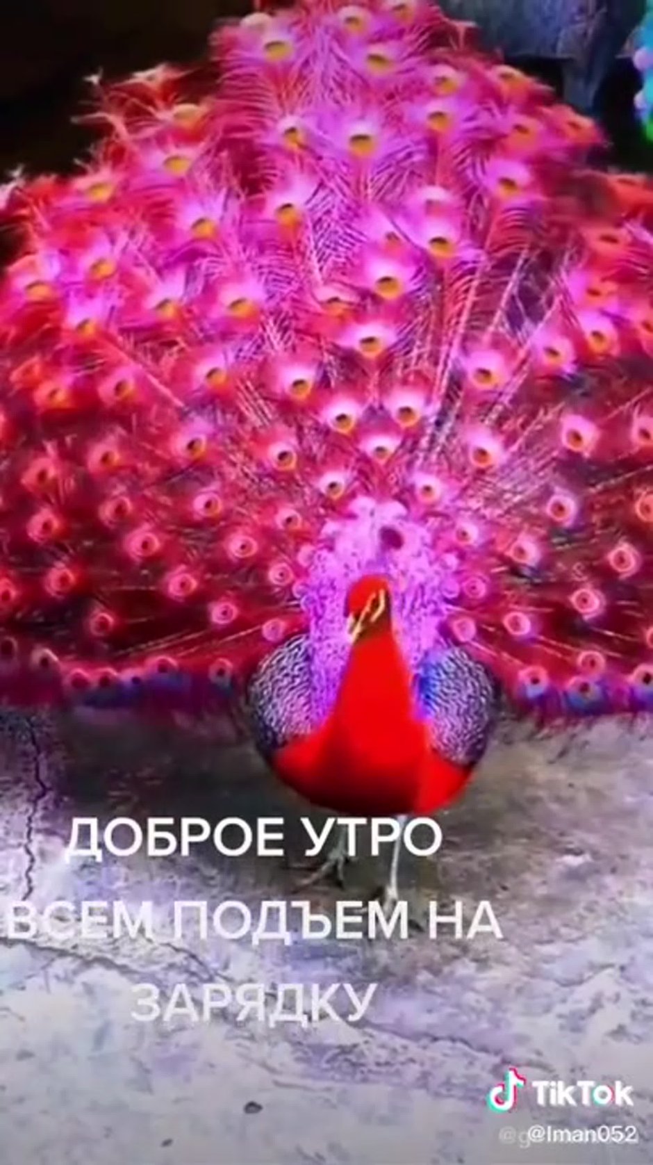 Пурпурно. Черноплечий Павлин