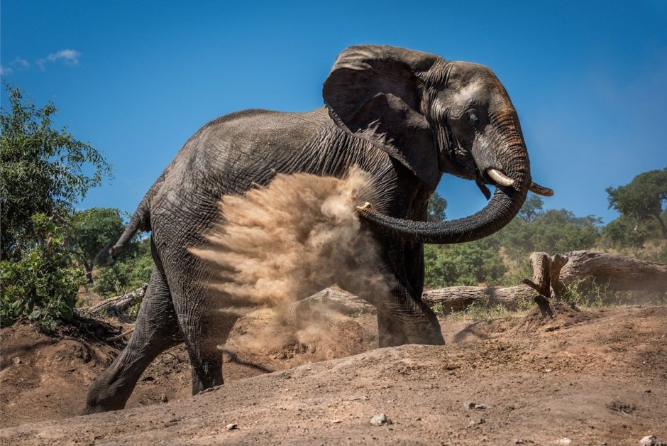 National Geographic слоны