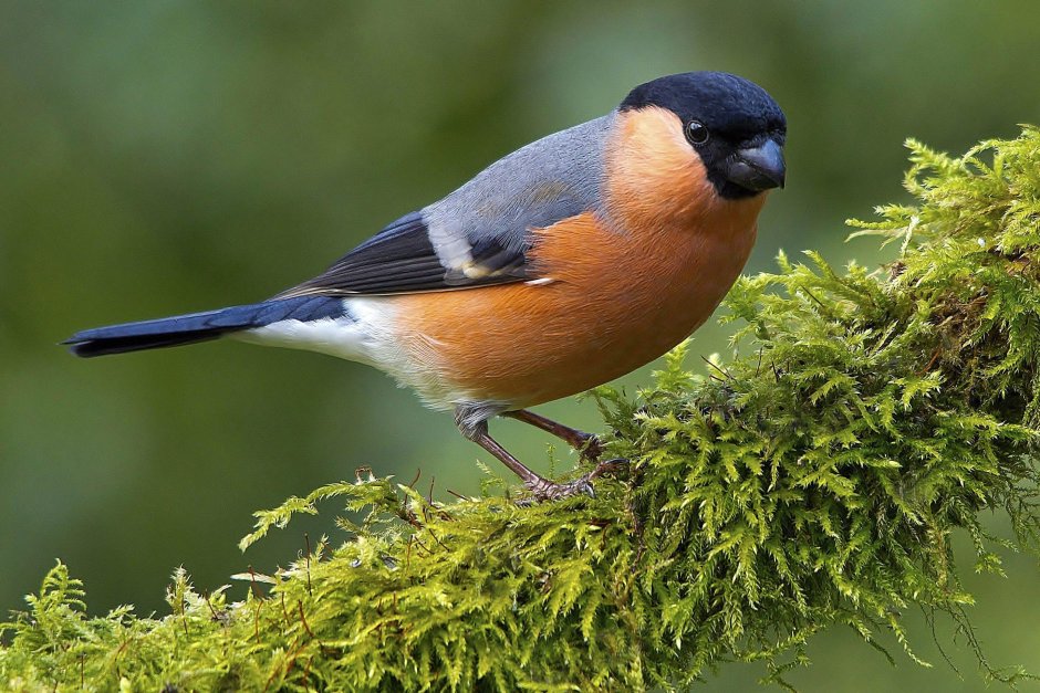 Eurasian Bullfinch