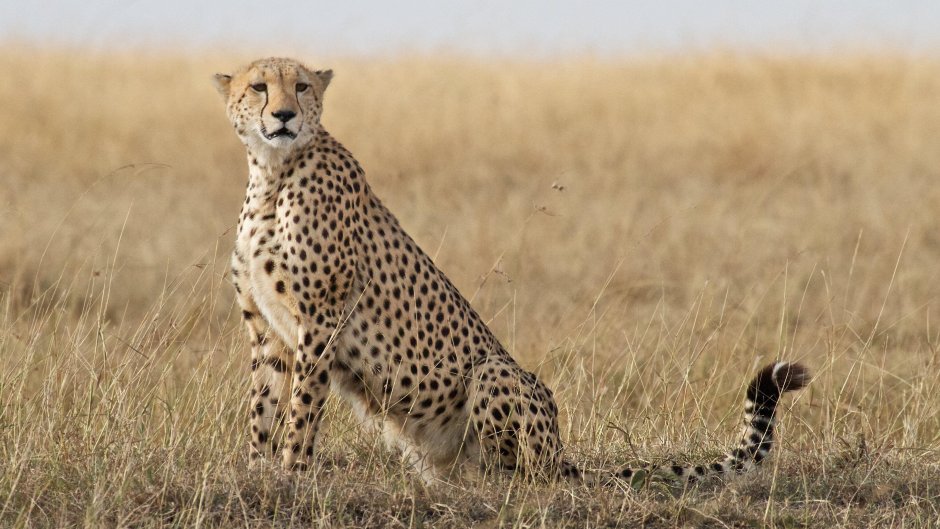 Гепард Cheetah 1994