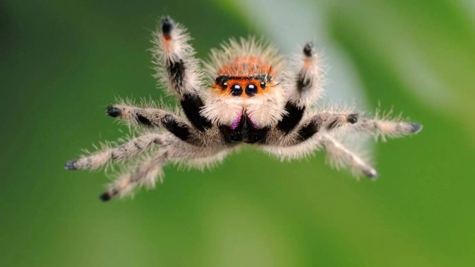 Паук Phidippus Regius