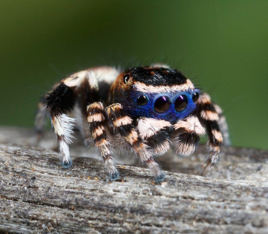 Maratus personatus паук