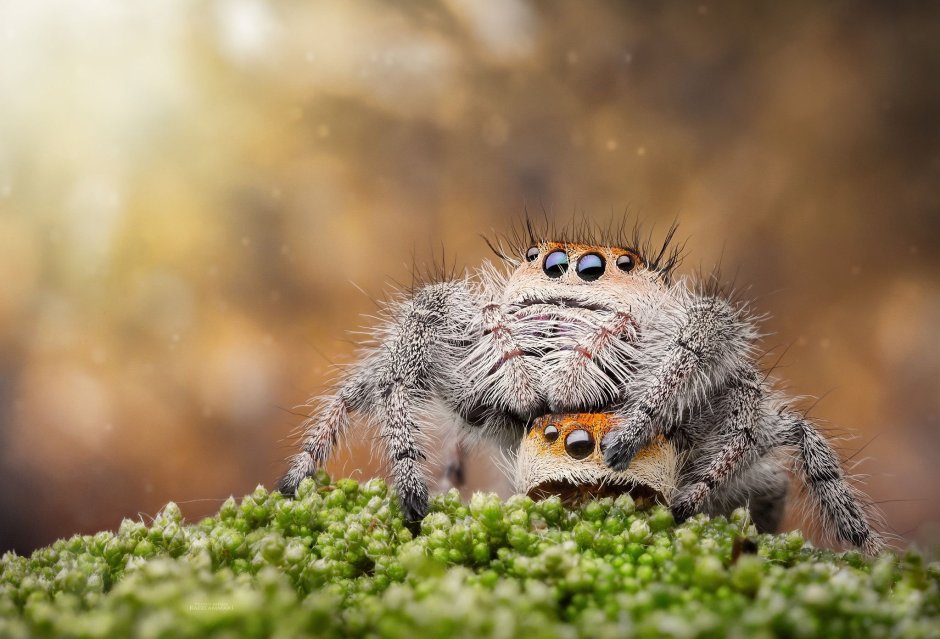 Самый милый паук в мире улыбающийся