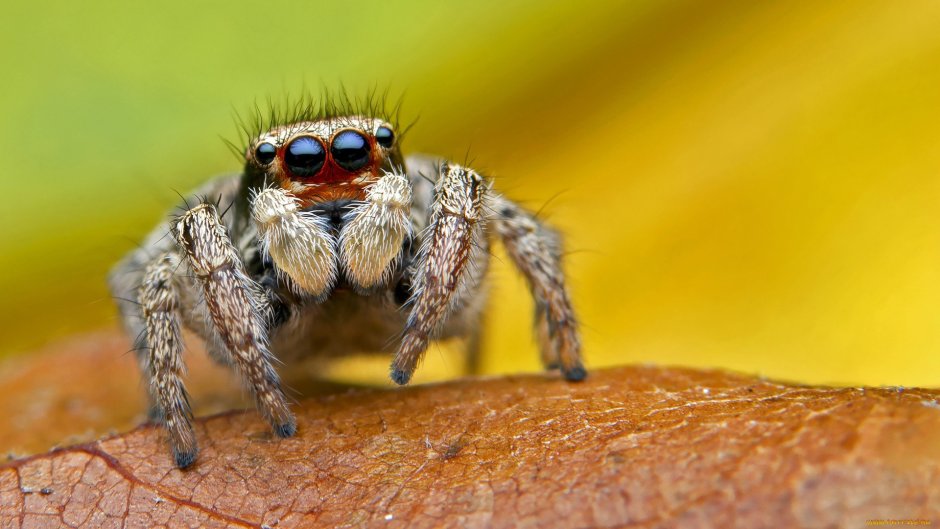 Смешной паук