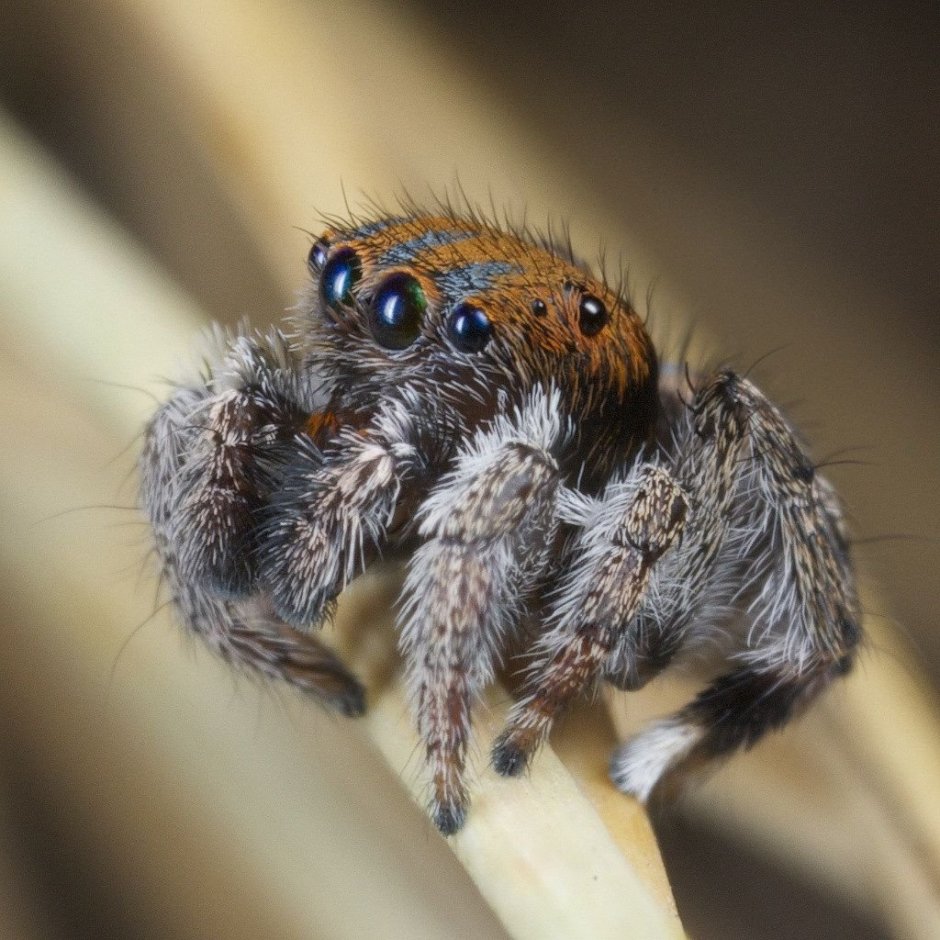 Паук-Павлин (Maratus volans)