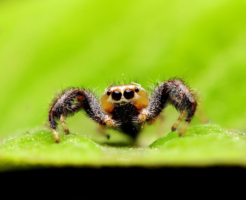 Маленькие пауки Макросъемка