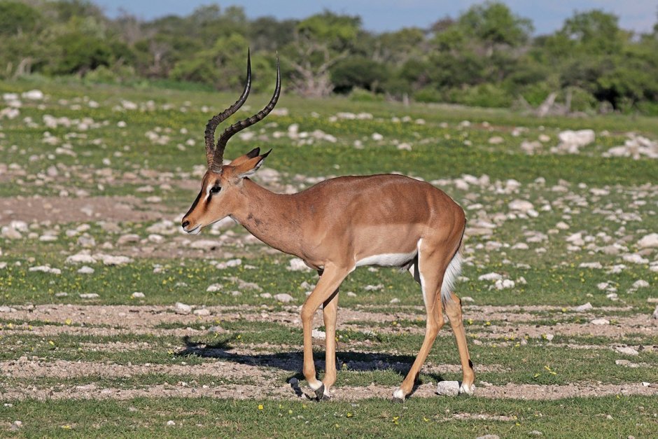 Импала (Aepyceros melampus)