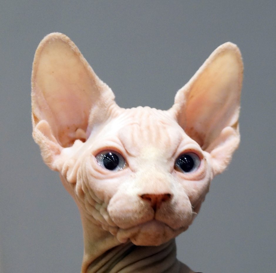 Сфинкс Ушастый кот